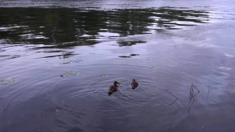 Feeding ducks 4K Stock Footage 92632692