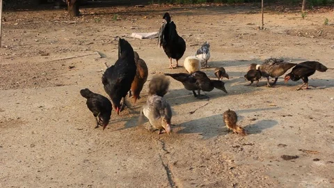 Feeding ducks and chickens is a fun outdoor activity for all ages. Vídeo Stock 88034105
