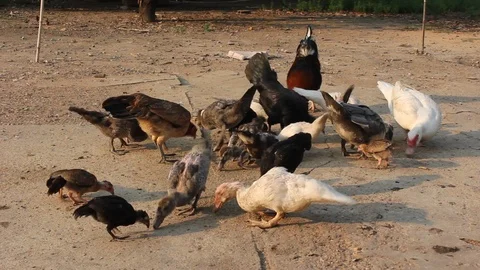 Feeding ducks and chickens is a fun outdoor activity for all ages. Stock Footage 88034120