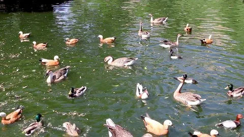 Feeding ducks and geese with bread in the lake Stock Footage 107596738