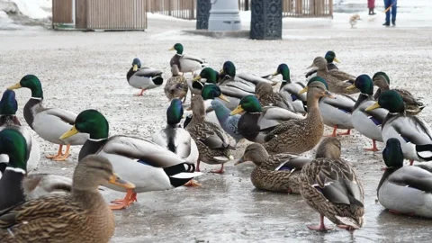 Feeding ducks with bread in winter. Stock Footage 230982931