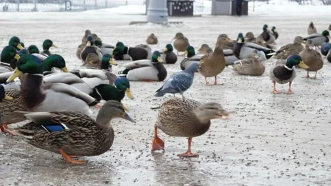 Feeding ducks with bread in winter. Stock Footage 230982933