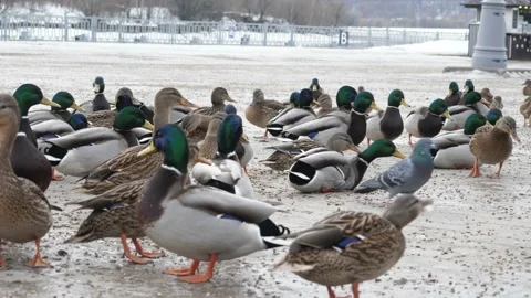 Feeding ducks with bread in winter. Stock Footage 230982937