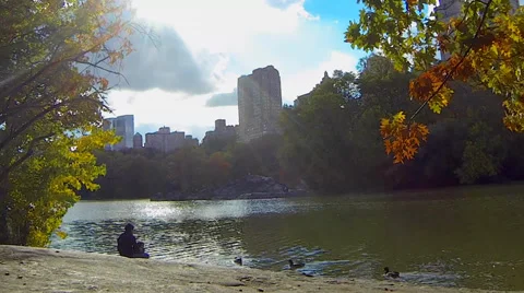 Feeding Ducks in Central Park Stock Footage 36134614