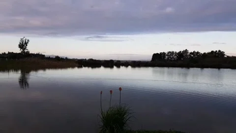 Feeding the ducks at dusk Stock Footage 139647512