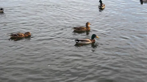 Feeding of ducks Video stock 33794232