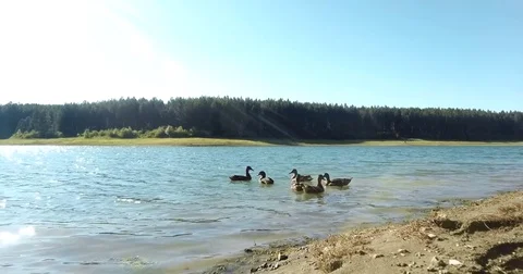 Feeding Ducks In A Lake 4K Stock Footage 80920617