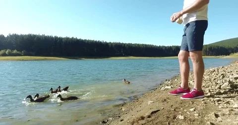 Feeding Ducks In A Lake 4K Video stock 80920756