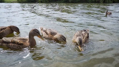 Feeding Ducks at the Lake Catches Bread Closeup Stock-Footage 114646087