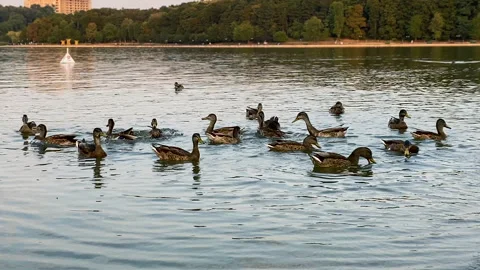 Feeding ducks on a lake. A flock of ducks greedily pounce on the bread that peop Video stock 288757121