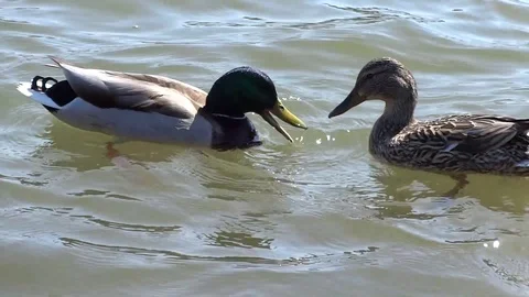 Feeding ducks in the lake Stock Footage 107744796