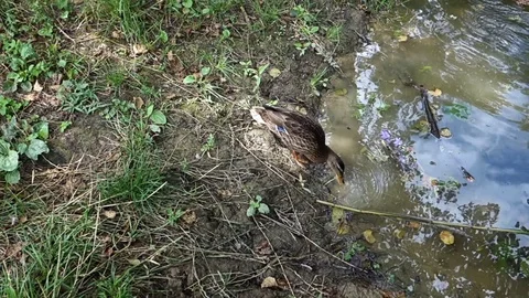 Feeding ducks by the lake Video stock 107745549
