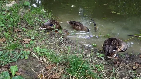 Feeding ducks by the lake Stock Footage 107745877
