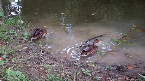 Feeding ducks by the lake Stock Footage 107745940