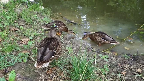 Feeding ducks by the lake Stock Footage 107745985
