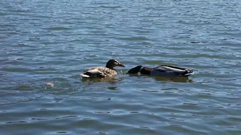Feeding ducks in the lake Stock Footage 107746082