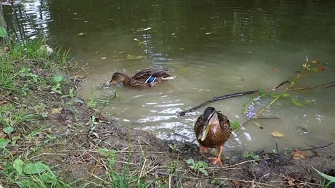 Feeding ducks by the lake Stock Footage 107746187