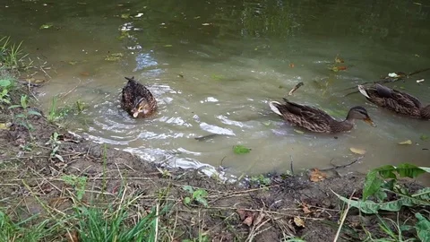 Feeding ducks by the lake Stock Footage 107746188