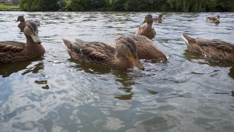 Feeding Ducks at the Lake Stock-Footage 114645891