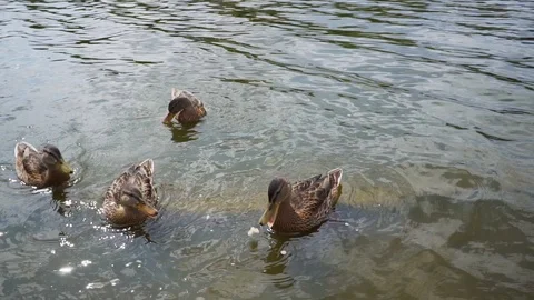 Feeding Ducks at the Lake Video stock 114645990