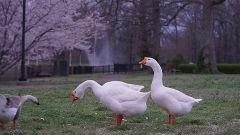 Feeding ducks in Paducah Stock Footage 91996562