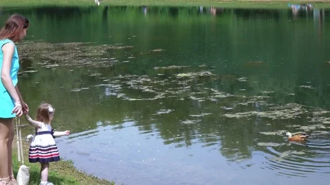 Feeding ducks in the park Vídeos de archivo 78055083