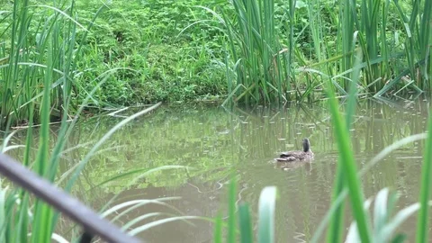 Feeding ducks in the park Stock Footage