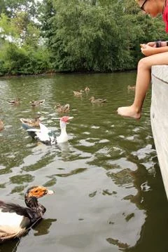 Feeding Ducks Stock-Fotos