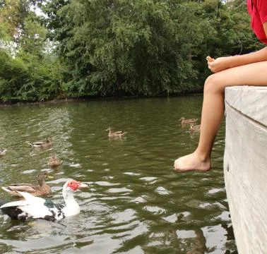 Feeding The Ducks Stock Photos