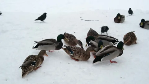 Feeding ducks, pigeons during winter on fresh white snow atmosphere seasonal Stock Footage 327619210