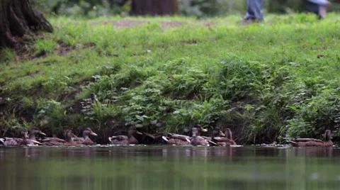Feeding ducks in pond Stock Footage 66377717