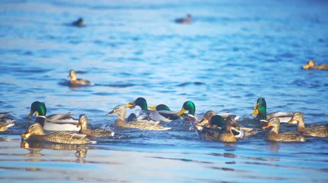 Feeding ducks in the river slowmotion Stock Footage 60938119