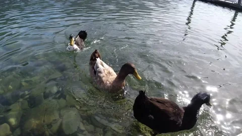 Feeding Ducks in the Wilderness Video stock 200958461
