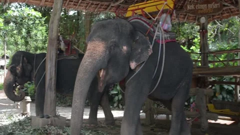 Feeding the elephant at the farm Stock Footage 85960339