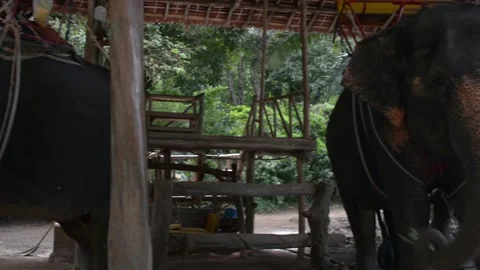 Feeding the elephant at the farm Stock Footage 85962804