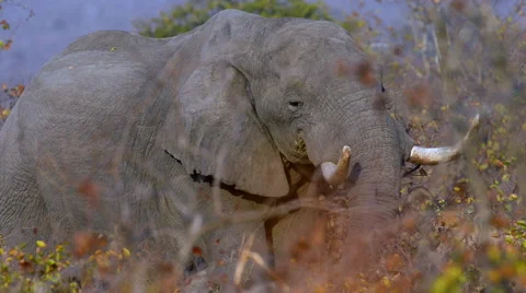 Feeding elephant Video stock 53089446