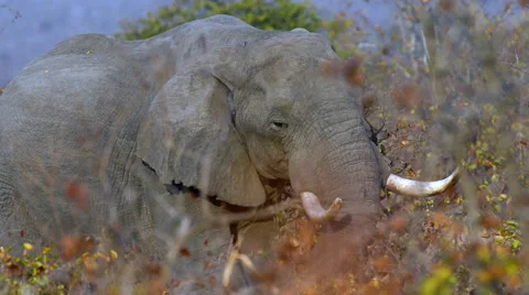 Feeding elephant Video stock 53089559