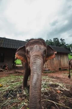 Feeding Elephant Stock Photos