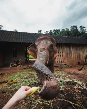 Feeding Elephant Stock Photos