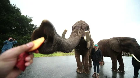 Feeding an Elephant Wide Angle Video stock 58821908