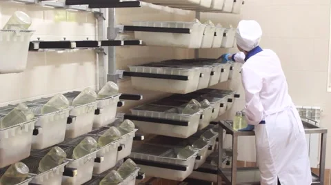 Feeding of experimental white mice in cages. Laboratory 库存影片 68077318