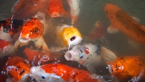 Feeding fancy carp fish Stock-Footage 83149711