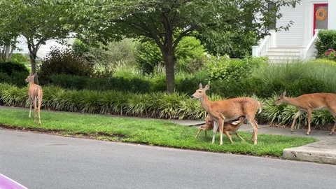 Feeding a fawn Stock Footage 341634164