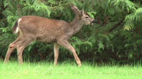 Feeding Fawn in Forest Video stock 43180873