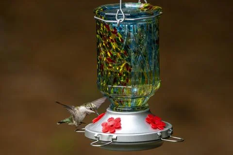 Feeding at a Feeder Stock Photos