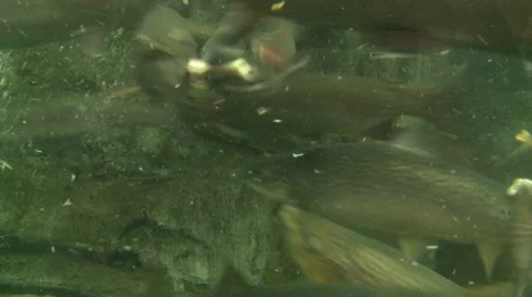 Feeding the fish in Aquarium Stock Footage 7528843