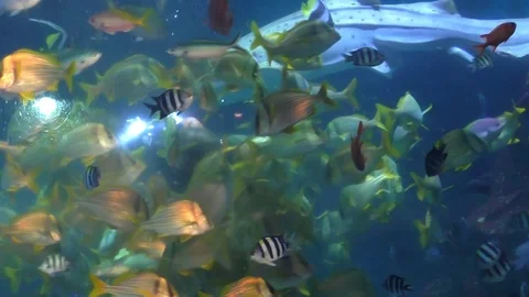 Feeding fish in aquarium 스톡 동영상 71258710
