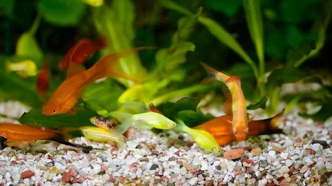 Feeding the fish in the aquarium Stock Footage 85118683