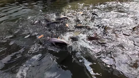 Feeding Fish With Bread On The Chao Phraya River, Creating Splash And River Life 스톡 동영상 320665025