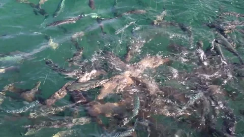 Feeding fish with bread in the sea Stock Footage 139591579
